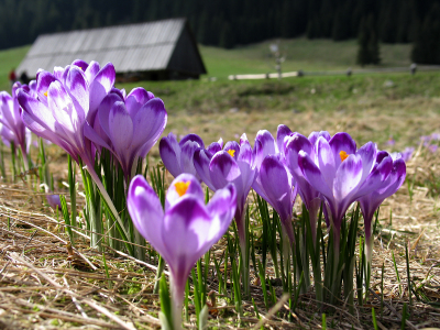 crocuses