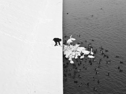 A Man Feeding Swans in the Snow by Marcin Ryczek, 2013