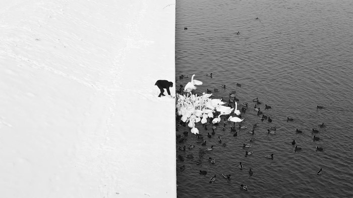 A Man Feeding Swans in the Snow by Marcin Ryczek, 2013
